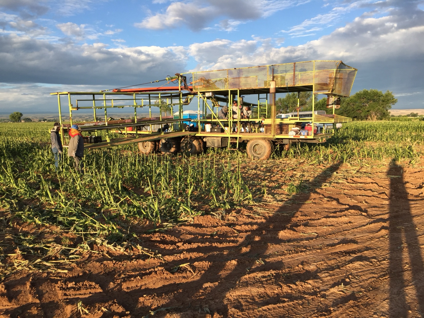 A field-packing crew packing produce on a mobile harvester
