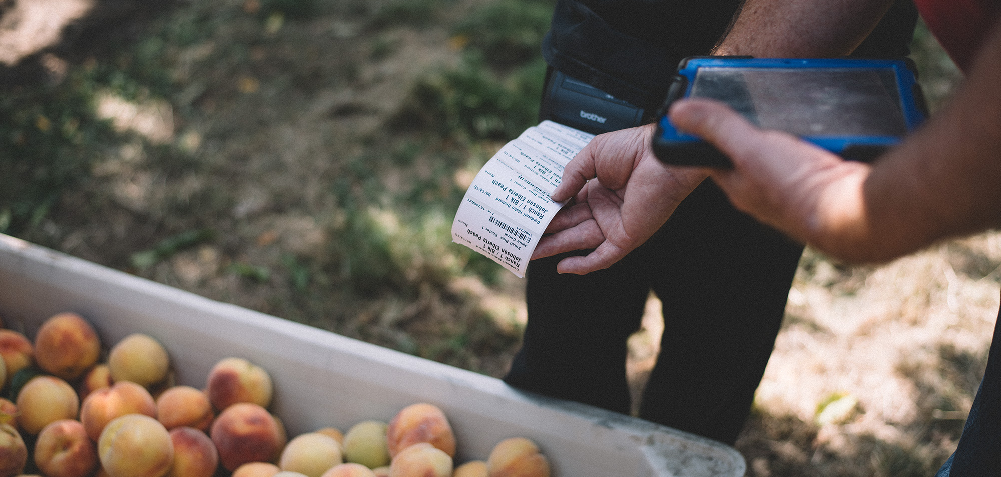 A Harvest Point user printing an apple-bin label in the field